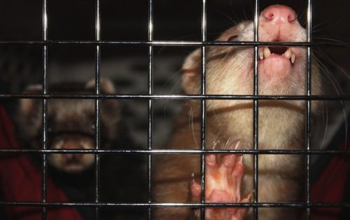 イタチを殺さないように撃退する方法