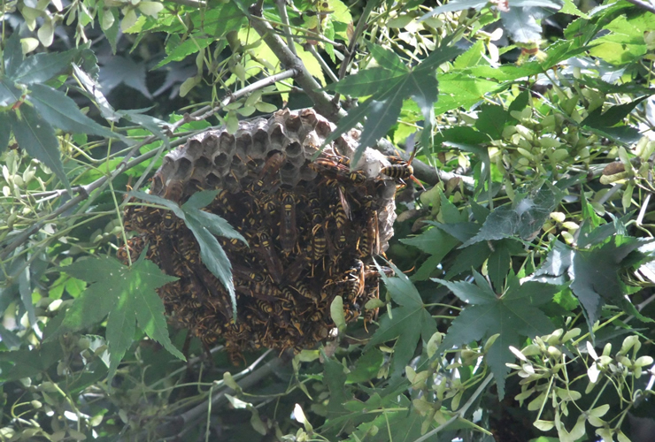 二度と作らせない 蜂の巣が小さいうちにやっておきたい対処法 クジョカツ