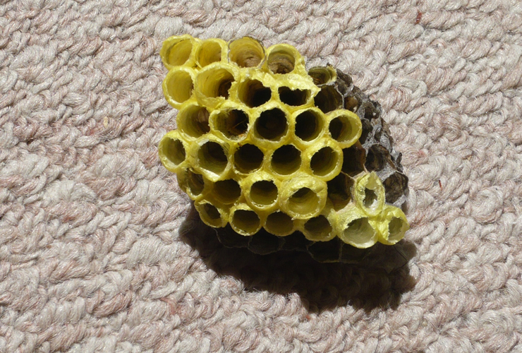 初期段階のアシナガバチの巣
