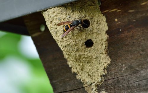 プロが伝授!土のような蜂の巣は放置?駆除? 効果的な対処法