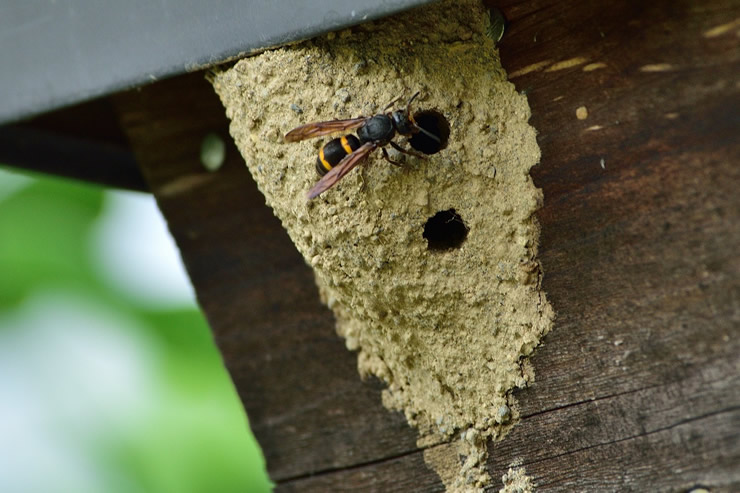 プロが伝授 土のような蜂の巣は放置 駆除 効果的な対処法 クジョカツ