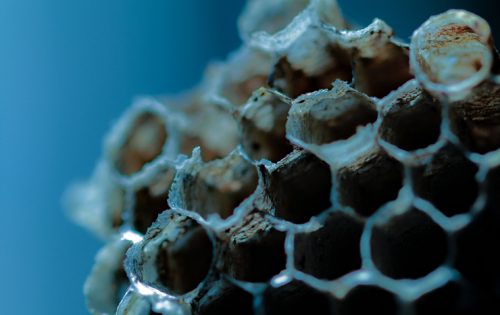 蜂の巣の作り方からわかる「蜂の巣を作らせない」予防法