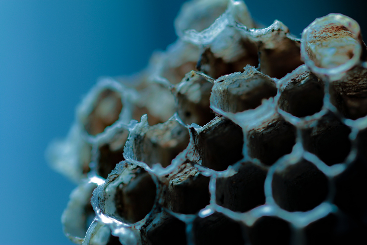 蜂の巣の作り方からわかる 蜂の巣を作らせない 予防法 クジョカツ