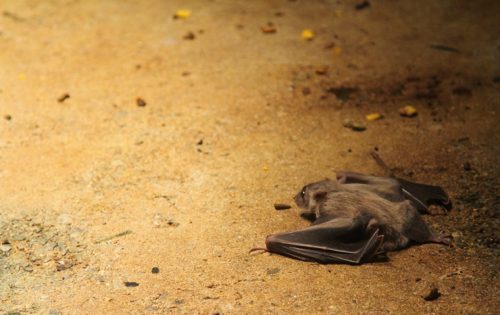掃除してもキリがない!コウモリのふん害を一発で解消する対処法