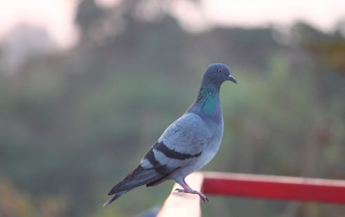 ベランダのふん掃除はもうイヤ!鳩と確実に“サヨナラ”できる方法