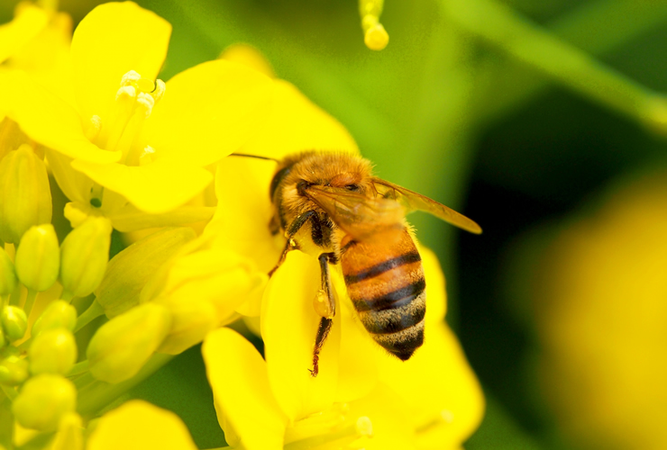 ミツバチの外見と巣の特徴