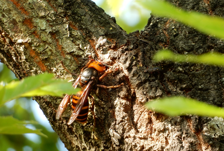 スズメバチの外見と巣の特徴