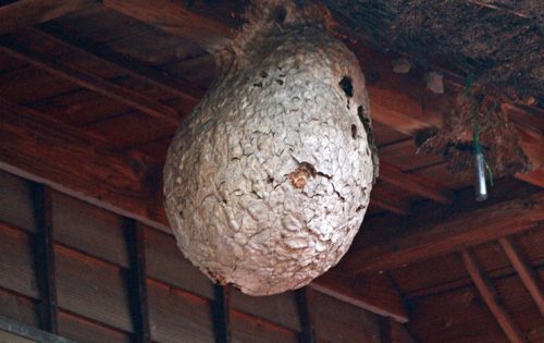 刺されない!作らせない!引き寄せない!蜂対策完全マニュアル