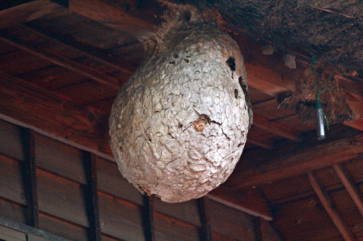 蜂の巣について