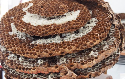 こんな蜂の巣に注意!種類別“蜂の巣の特徴”と理想的な駆除方法