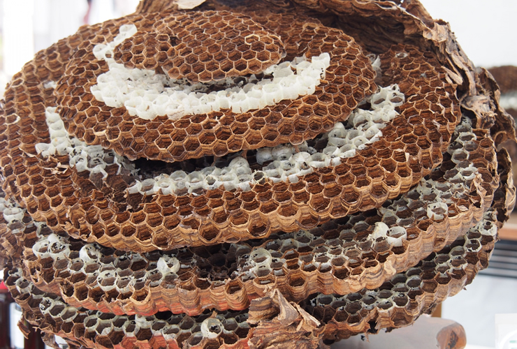 オオスズメバチの巣