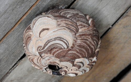 蜂は自分で駆除できる?安全な駆除の方法と業者探しのポイント