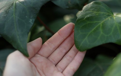 蜂との共存は可能だった!できるだけ殺さない蜂の巣対策