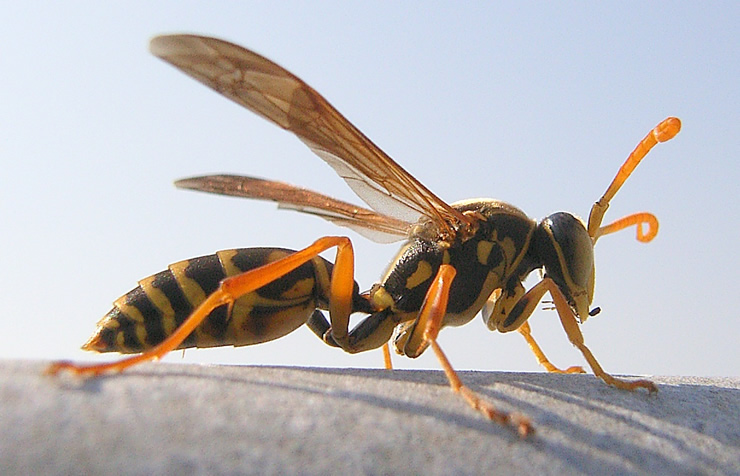 画像：フタモンアシナガバチ（Wikipediaより引用）