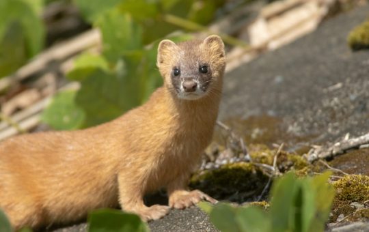 50 とまこ 動物 最高の動物画像