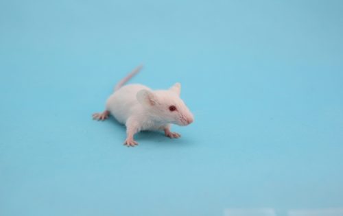 飼育OK?駆除必須?知らないと損するネズミの種類と対策法