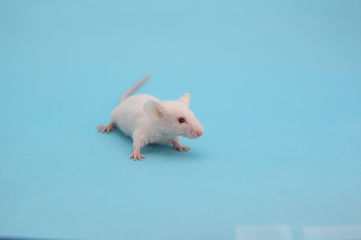飼育ｏｋ 駆除必須 知らないと損するネズミの種類と対策法 クジョカツ