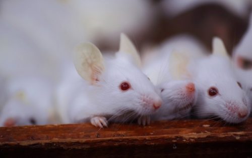 ねずみの侵入・ふん害に『すき間ふさぎ!』が1番効果的な理由