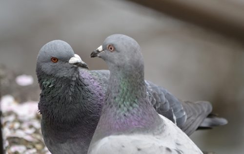 鳩のふん害と騒音を完全に遮断する『ベランダの鳩対策』