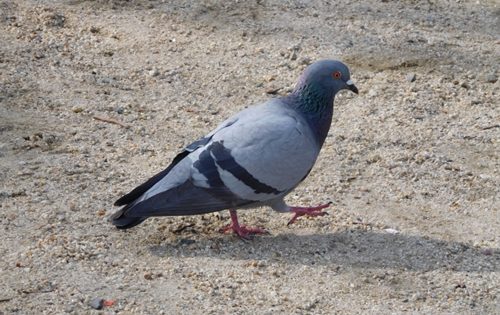 実践レポート!3,003円と2時間で出来た完璧に鳩よけに成功する方法