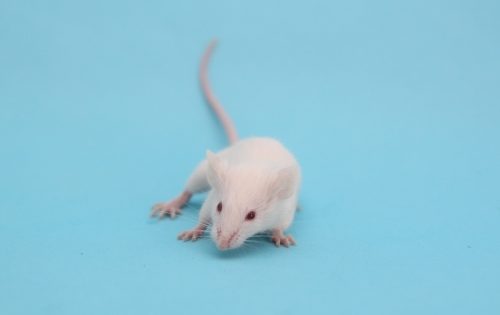 簡単かつ効果が持続!素人でも今すぐ出来るねずみ退治法