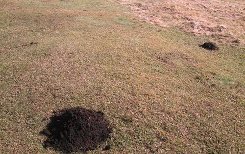 モグラ対策にはコレ!モグラの習性と弱点をついた退治方法