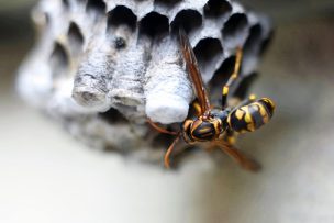 もう怖くない！体験談から学ぶ蜂の退治方法と安全な蜂の対処法4選