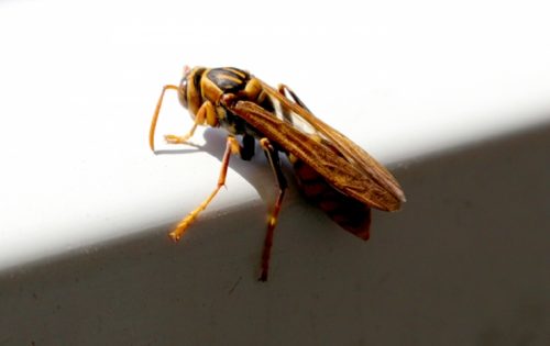 アシナガバチ駆除完全ガイド!自力駆除法や優良業者判別法を徹底解説