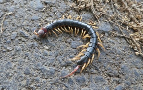 ムカデ対策はこれで完璧!自力で防ぐコツと業者依頼の2つのメリット