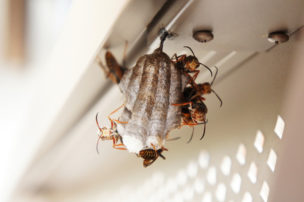 蜂の巣退治で素人が作業可能な4つの条件と難易度が高く危険な駆除