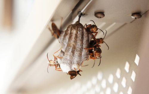 蜂の巣退治で素人が作業可能な4つの条件と難易度が高く危険な駆除