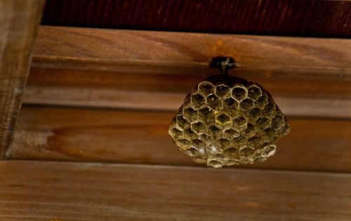 初めてでも安心!簡単・最安、自分で出来る蜂の巣駆除法完全ガイド