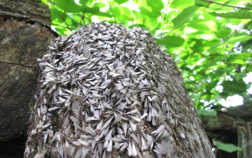 羽アリが大量発生?後で後悔しないために知っておきたい簡単防除3ステップ