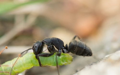 初めてでも失敗しない黒アリ完全駆除までの4つの手順