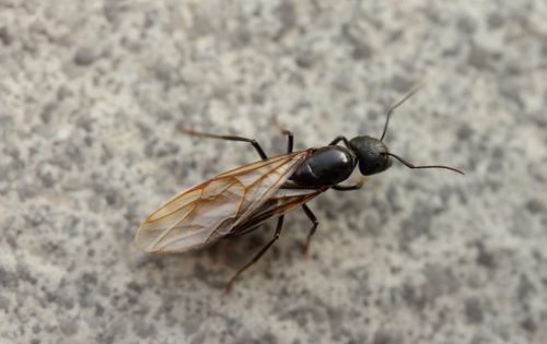 大量発生した羽アリを自力で完璧に駆除する4つのステップ