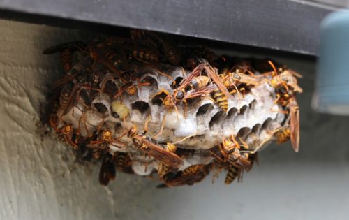 素人でも安全確実にハチを駆除できる最強蜂スプレー3選