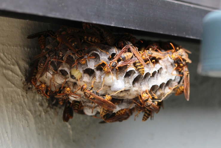 素人でも安全確実にハチを駆除できる最強蜂スプレー3選