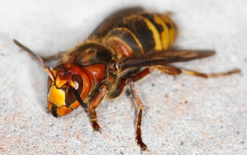 業者~助成金活用まで!スズメバチ駆除料金相場と業者選び3つの注意点