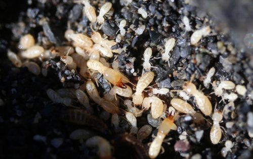 シロアリ予防が必要な理由と予防に効果的な時期とタイミング
