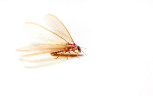 3分でわかる!羽アリが大量発生する原因と害のある羽アリの見分け方