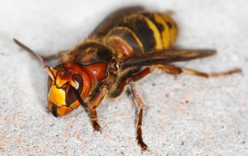 スズメバチの巣は自力駆除できる!プロも実践している駆除方法のすべて