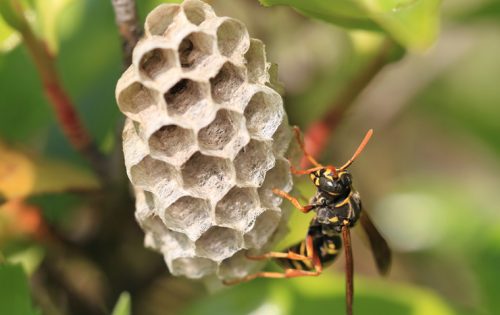 アシナガバチの巣駆除は見極めが重要!プロが行う正しい駆除の手順