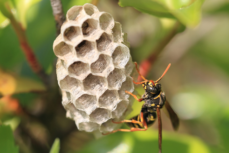 アシナガバチの巣駆除は見極めが重要！プロが行う正しい駆除の手順