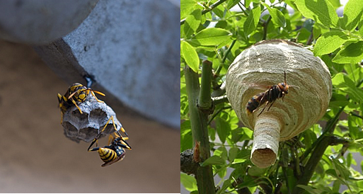 スズメバチの初期の巣