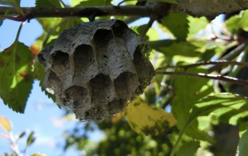 蜂の種類別│巣の駆除料金相場と安く済ませる3つの方法