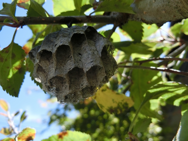 蜂の種類別│巣の駆除料金相場と安く済ませる3つの方法