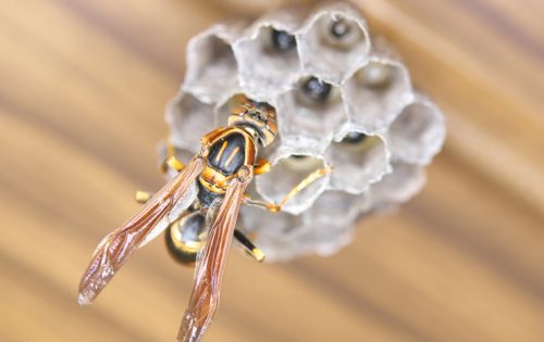 絶対に刺されない!アシナガバチの巣を安全に駆除する確実な方法