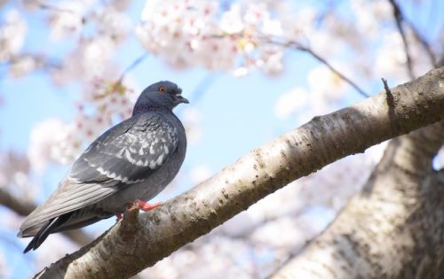 鳩よけネットは4つの基準で選べ!おすすめのネットと自力対策の4ステップ