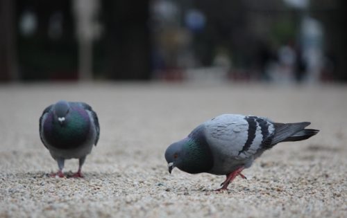 鳩を殺すのは犯罪!法律にふれることなく鳩を撃退する方法
