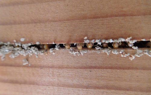 依頼前にチェック!シロアリ駆除の費用相場と安く押さえるコツ
